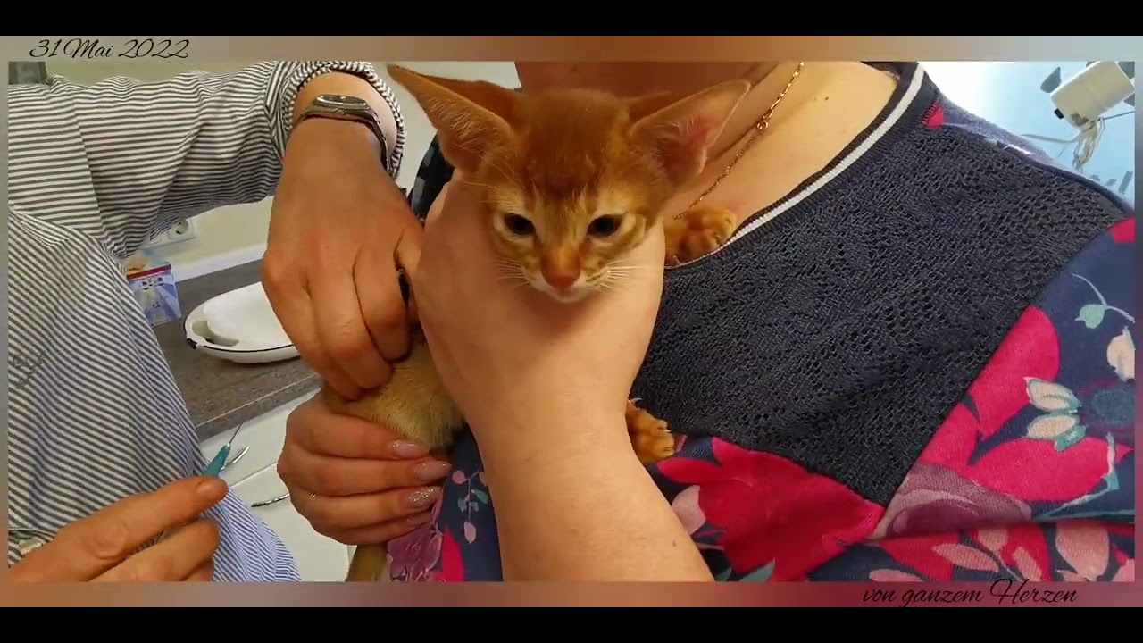 Das erste Tierarztbesuch der kleinen abessinier💉💊🩺 Первое посещение ветеринара для малюток абиссинов