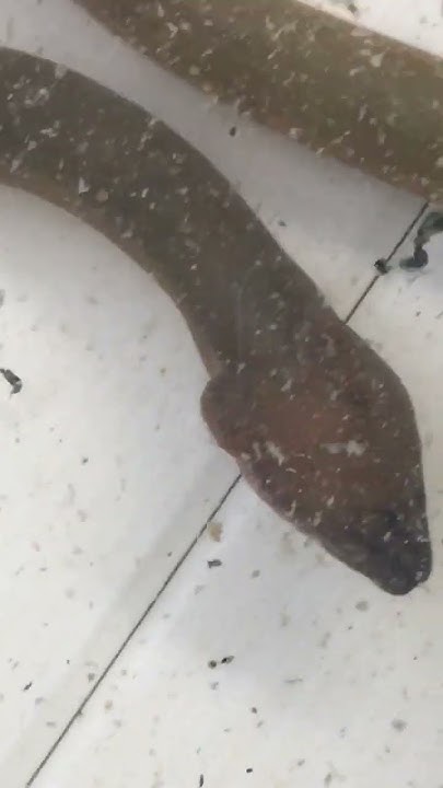 eel or python - YouTube