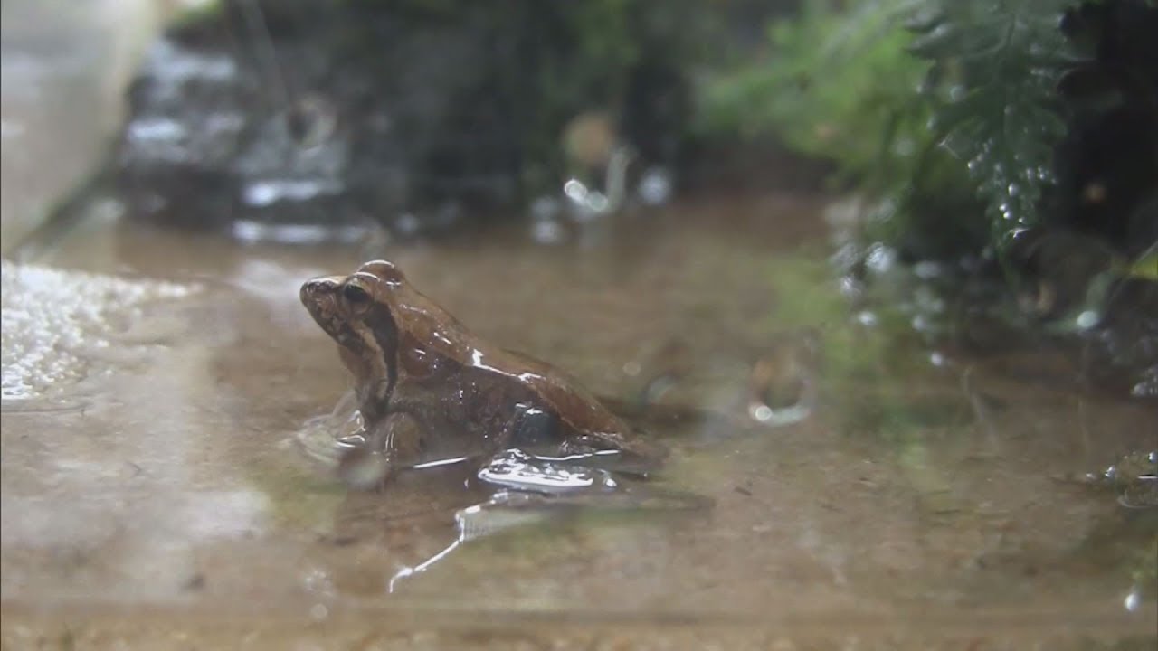 ワン と鳴くカエル 博物館で展示 愛媛新聞online