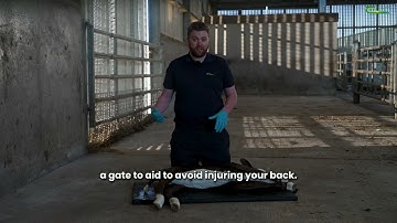 The process of resuscitating a calf