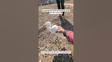 💔 #storks #stork #saras #helpbirds