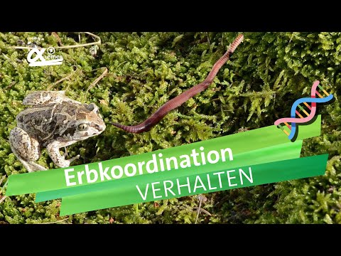 Erbkoordination | alpha