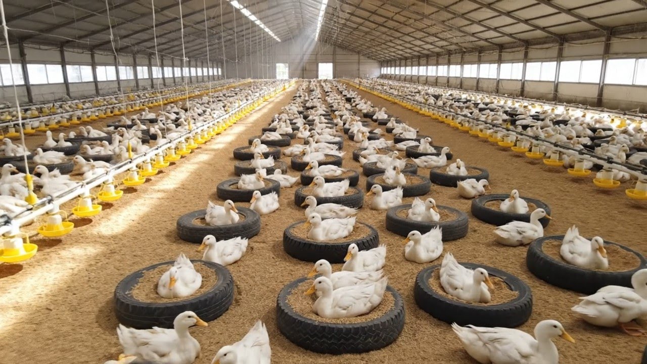 Inside a Massive Layer Duck Farm How Farmers Get Rich from Eggs