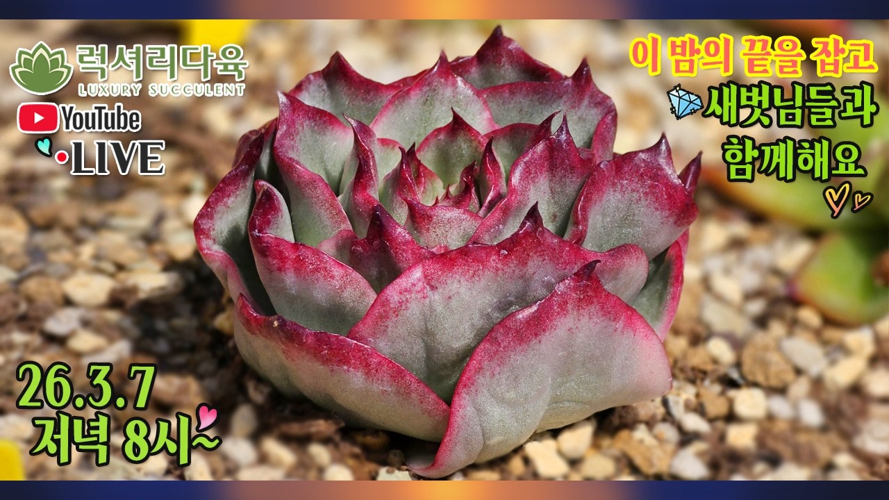 다시 쌀쌀해진 요즘 내맘 훈훈하게 만드는 멋진 다육이와 하루 마무리해요~😍 26년3월7일 럭셔리한저녁🌛다육이 실방에 초대합니다! #럭셔리다육 #다육방송 #다육판매영상 #다육판매방