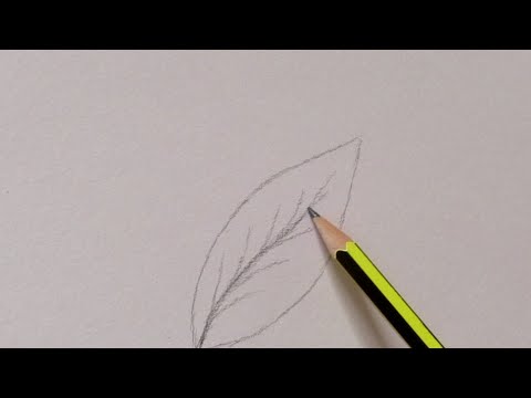 فيديو: كيفية رسم ورقة