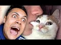 REACTING TO CUTE FUNNY CAT VIDEOS (TRY NOT TO SMILE)