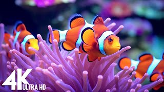 Aquarium 4K VIDEO (ULTRA HD)  Beautiful Coral Reef Fish  Sleep Relaxing Meditation Music #85