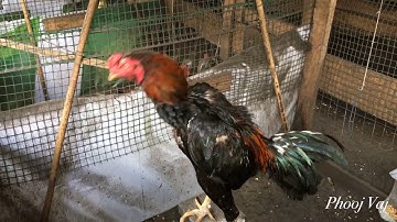 Qaib Thaib - Crow 5/2/2018