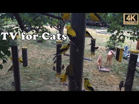 Desire for Relaxation: 4 Hour ASMR Dog & Cat TV - YouTube