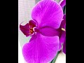 PURPLE ORCHID | BEAUTIFUL ORCHID FLOWER #shorts #orchid #purple #beautifulflowers