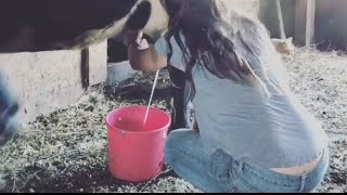 milking by hand  | cow milking  | viral  punjabi