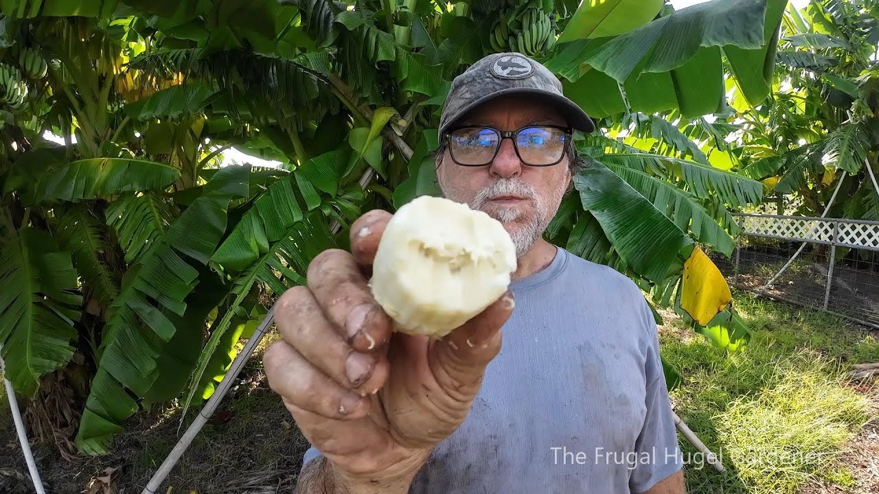 Harvesting Blue Java and Taste Test - YouTube