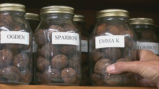 Maintaining Southern Missouri's Thriving Black Walnut Industry