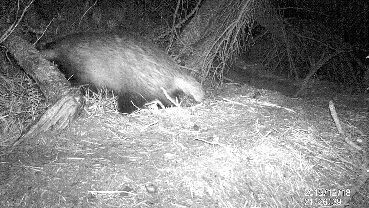 Wild FifeBadger Cam. YouTube
