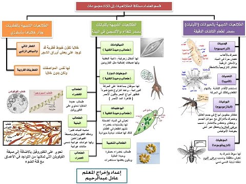 تنوع الطلائعيات البراميسيوم والأميبا