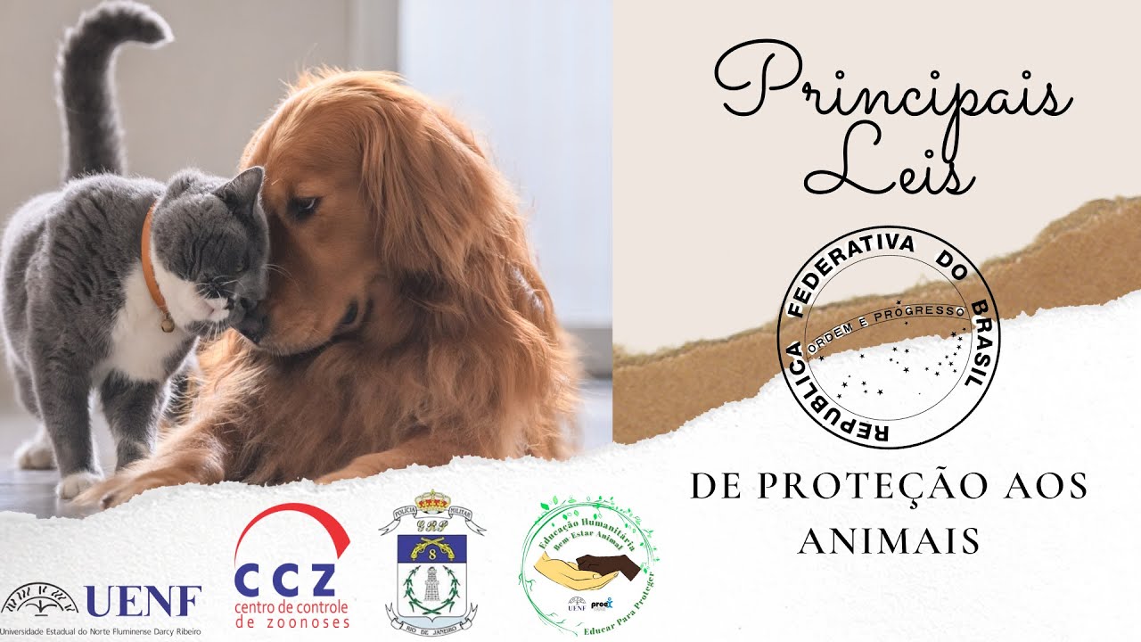 Leis de Proteção aos Animais - YouTube