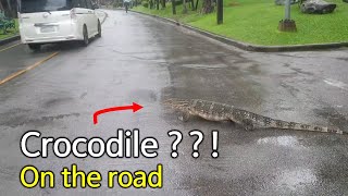 Crocodile on the road ??!!