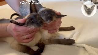 Cats have a petting holiday 💖😍💖 cats love affection | oriental cats | cat family 💖 by Clan of Lumier 417 views 3 weeks ago 1 minute, 4 seconds