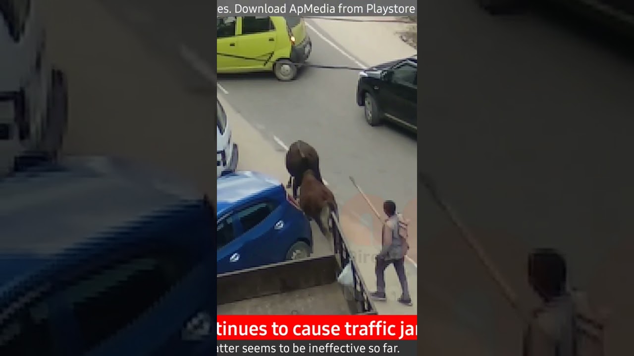 Stray cattle menace at Ziro Town.