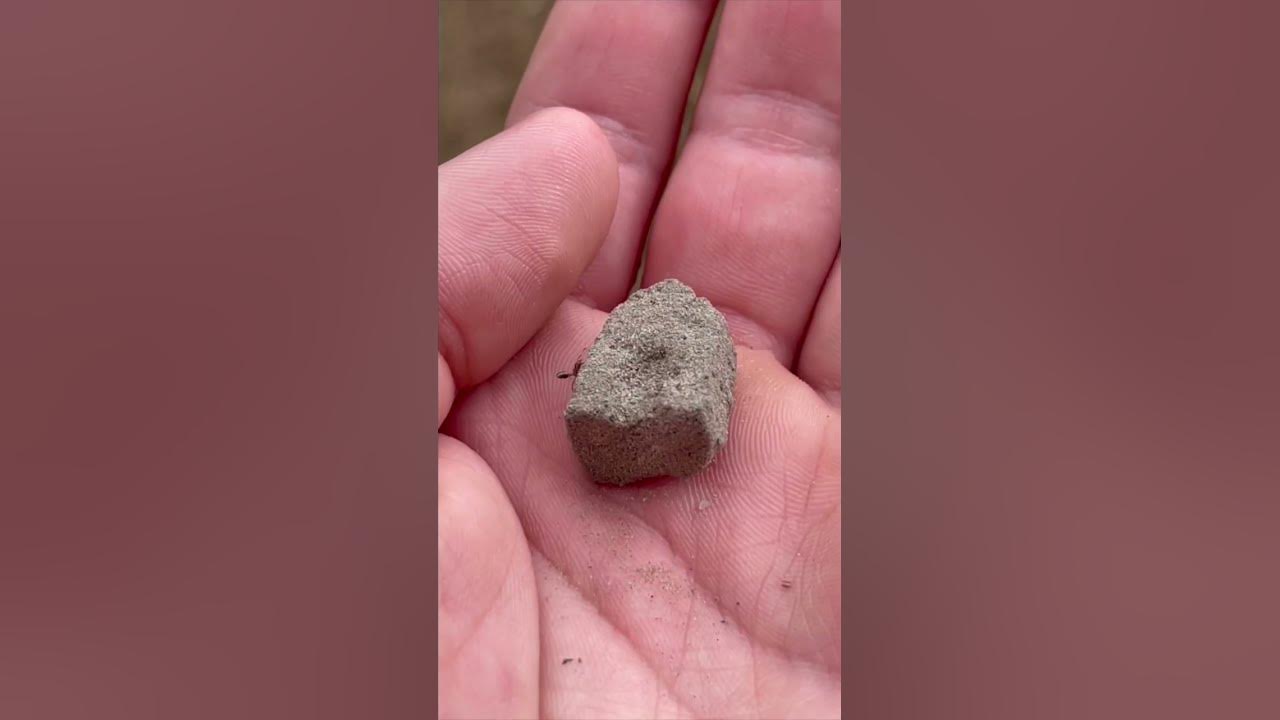 Stepping on an ant bed