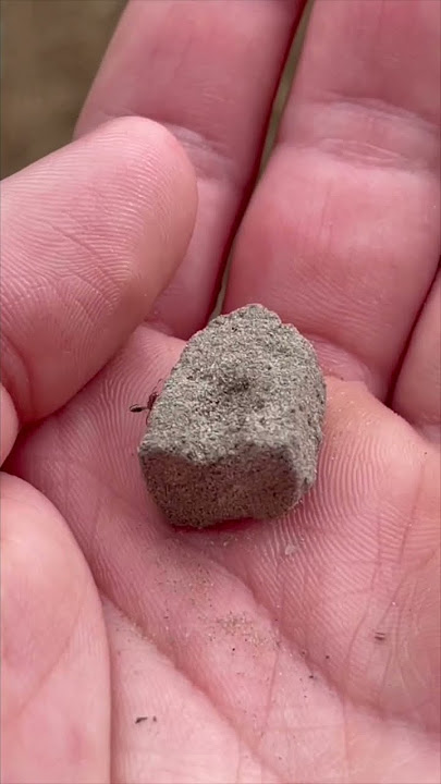 Stepping on an ant bed