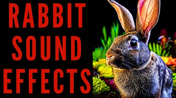 RABBIT SOUND EFFECTS - Rabbit Sound Bites