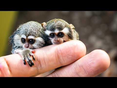 The 10 Smallest Monkeys in the World!