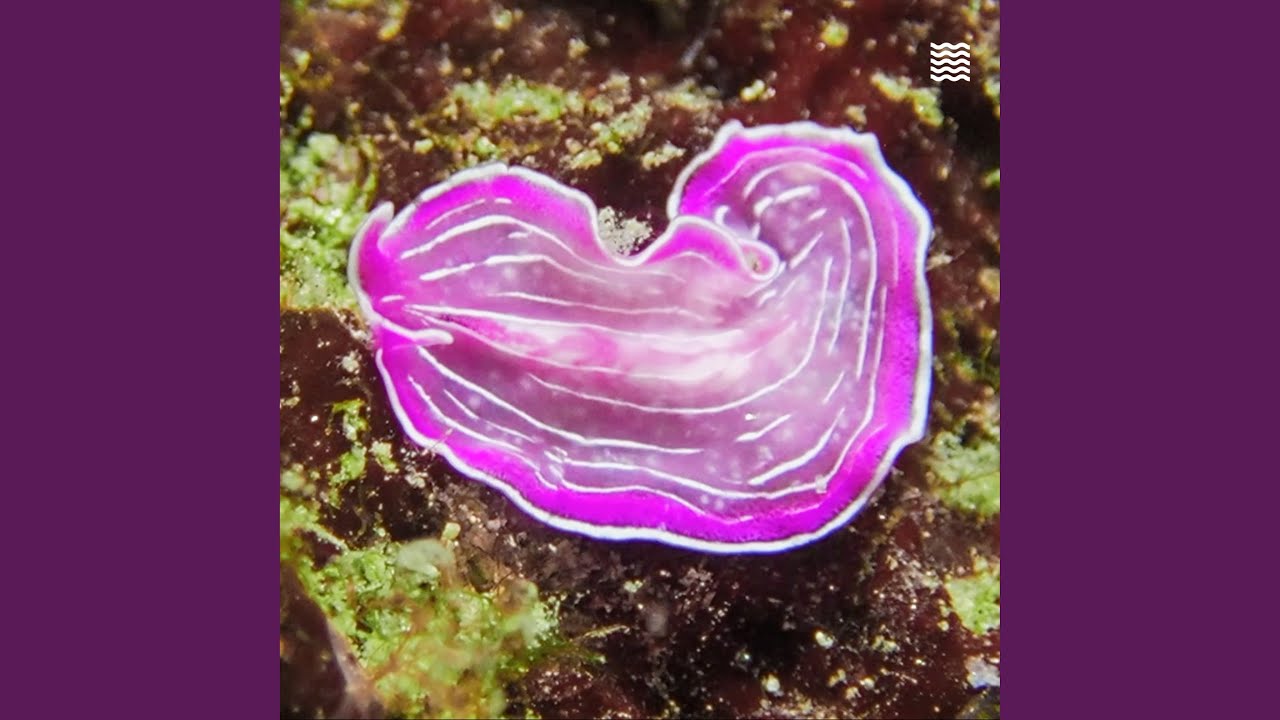 Guarda Planaria su YouTube Guarda Planaria su YouTube