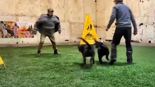 Working protection dogs in new places by Richard Heinz 1,043 views 11 months ago 16 minutes