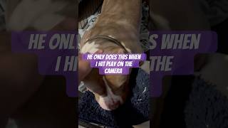 Light camera action #suga #dogs #dogworld #explore #puppy #doglife #dogvideos #petlovers #cutedog