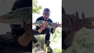 Secondo Luccio della giornta catch and release🎣#fishing#luccio#foryou#follow