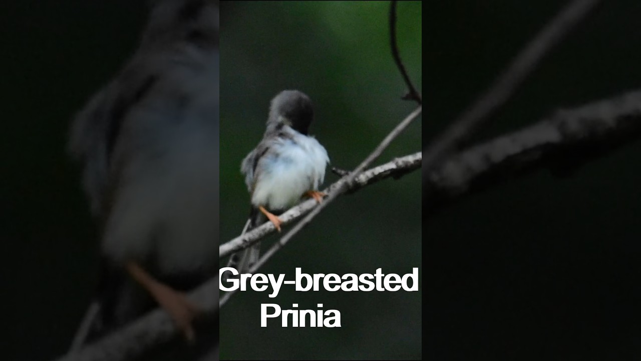 Cute Prinia Preens I Quick Bird Watching Moment | Grey-breasted Prinia 