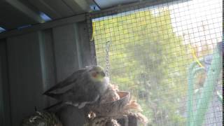 Aviary cockatiels bath time!