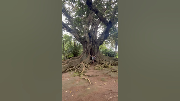 Botany for Kids - Check out this giant Ficus!