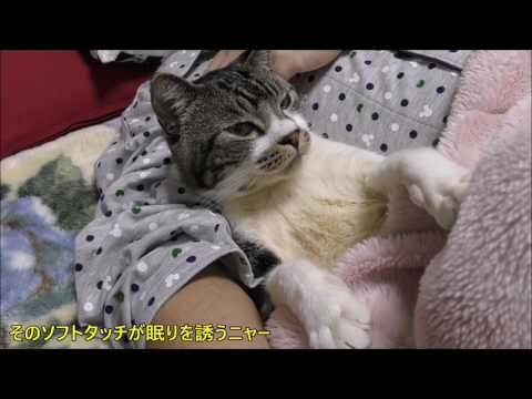 添い寝中にモゾモゾするとキレる猫リキちゃん☆甘えん坊猫はパパと一緒にねんね・添い寝する猫の可愛い鳴き声【リキちゃんねる 猫動画】Cat videos キジトラ猫との暮らし