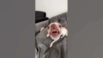 Doing Kuchi Kuchi to my chihuahuas🤣