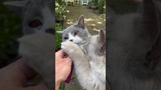 Lekker Smikkelen En Smullen