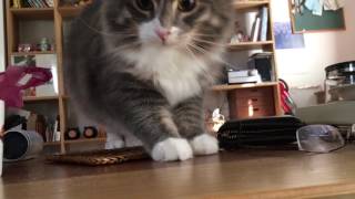 のぞく猫 ノルウェージャンフォレストキャットPeep.Norwegian Forest Cat.