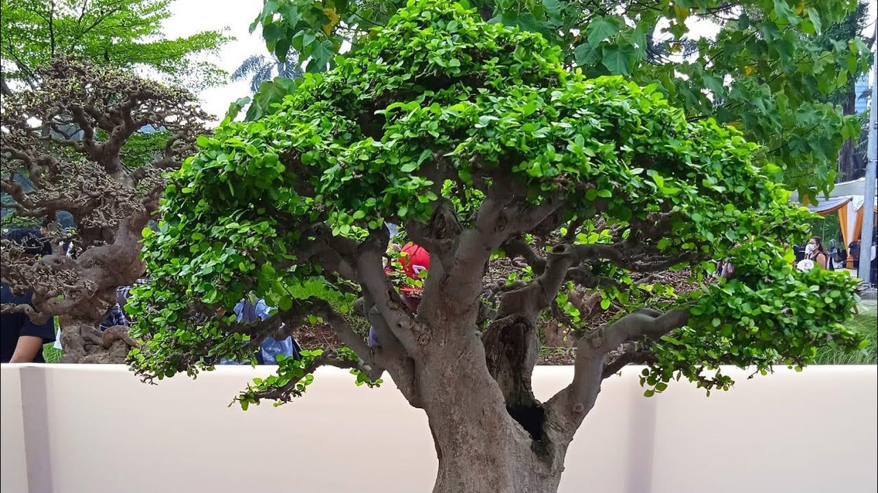 KUMPULAN INSPIRASI BONSAI SERUT || Streblus Asper