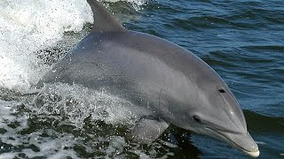 Bully Bottlenose Dolphin - Wild Caribean - Amazing Facts Off Bottlenose Dolphin - Animal Sceinces by Animal Sciences 20 views 2 years ago 3 minutes, 35 seconds