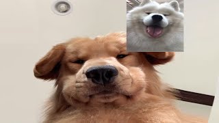 Funniest Cats And Dogs Videos 😍| Try Not To Laugh #34
