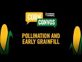 Corn 101 - Pollination and Early Grainfill