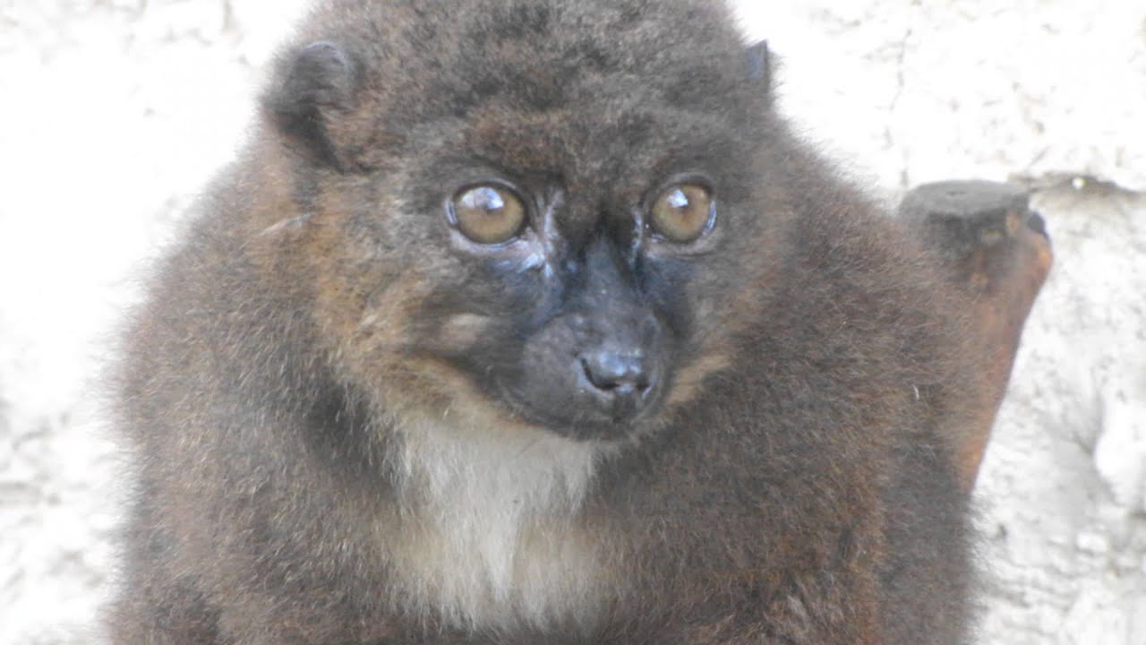 Lemur, Red-bellied (Eulemur rubriventer)