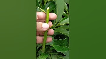 HOW TO PREPARE AVOCADO SCIONS FOR GRAFTING