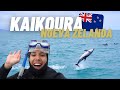 ¡Nadé con DELFINES en LIBERTAD! 🐬😍  - Kaikoura, NUEVA ZELANDA 📍