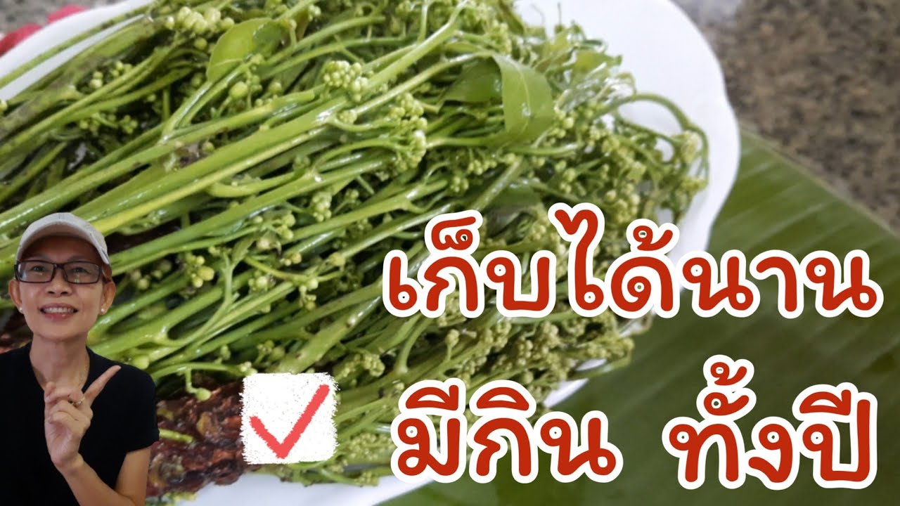 วิธีเก็บสะเดาไว้กินนานๆ How to store neem for a long time YouTube