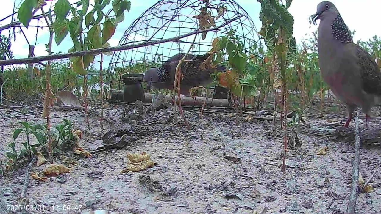 Bẫy chim cu gáy,  cuckoo trap, Đem Thổ bầu và Son đồng đi dợt còn va vấp nhiều !.