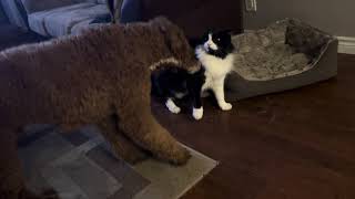 Standard Poodle vs. Tuxedo Cat | Round 3