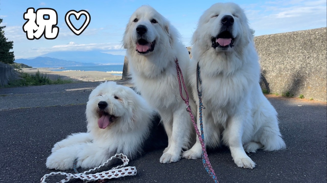 【祝♡】いつものように記念撮影を撮ろうとしたら愛犬達の様子に変化が現れました…！｜グレートピレニーズ&オールドイングリッシュシープドッグ&トイプードル