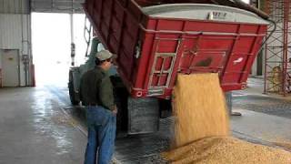 Dumping corn